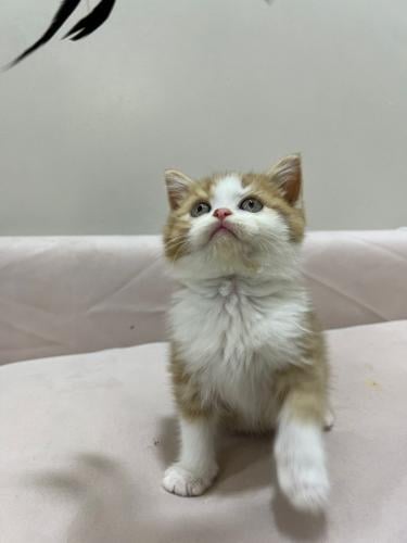قطه سكوتش للبيع | باي كولور | ذكر