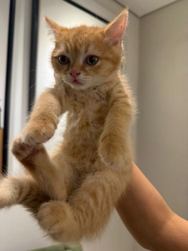 قطه سكوتش للبيع | قولد | ذكر