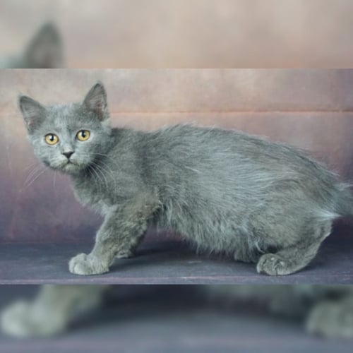 قطط بريطانيه \ سكوتش ستريت للتبني | ذكر | مجانا