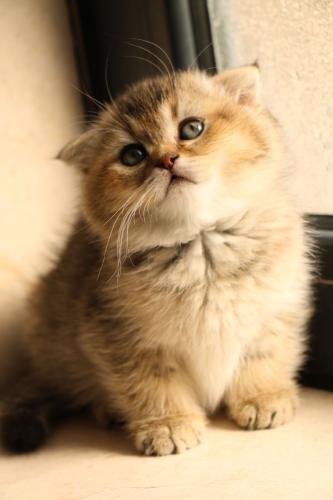 قطة سكوتش فولد للبيع | قولد | انثى