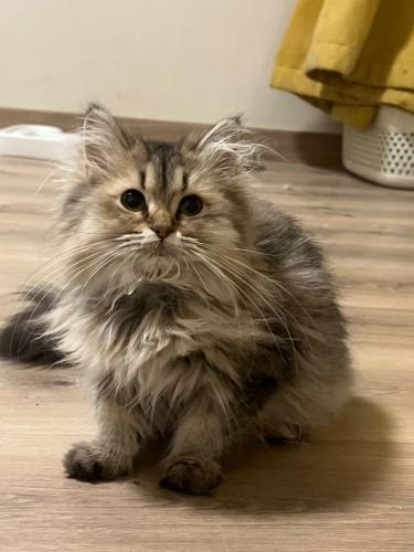 قطه شيرازي همالايا للبيع | ذكر