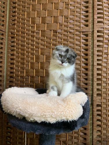 قطه سكوتش فولد للبيع | قولد | انثى