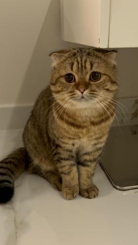 قطه سكوتش فولد للبيع | تايقر | ذكر