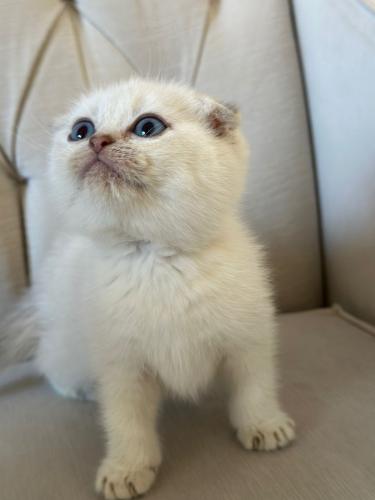 قطه سكوتش فولد للبيع | شانشيلا | انثى