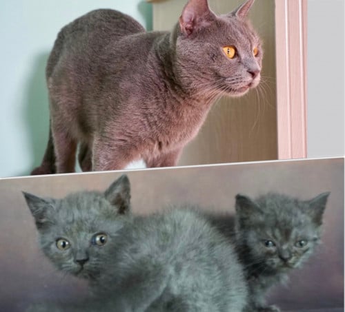 ام مع صغارها ثلاث قطط سكوتش ستريت للتبني | مجانا