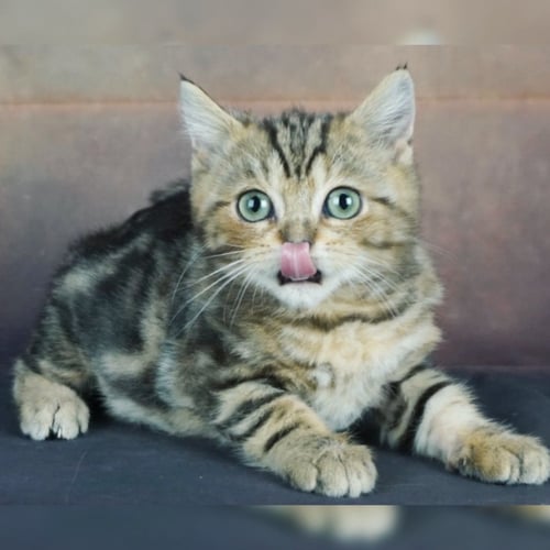 قطط بريطانيه \ سكوتش ستريت للتبني | ذكر | مجانا