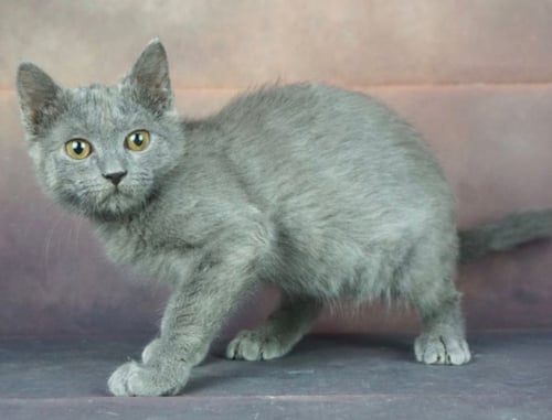 قطط بريطانيه \ سكوتش ستريت للتبني | ذكر | مجانا