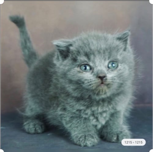 قطط سكوتش للبيع ستريت للتبني | ذكر | مجانا