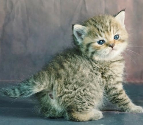 قطط سكوتش للبيع ستريت للتبني | ذكر | مجانا