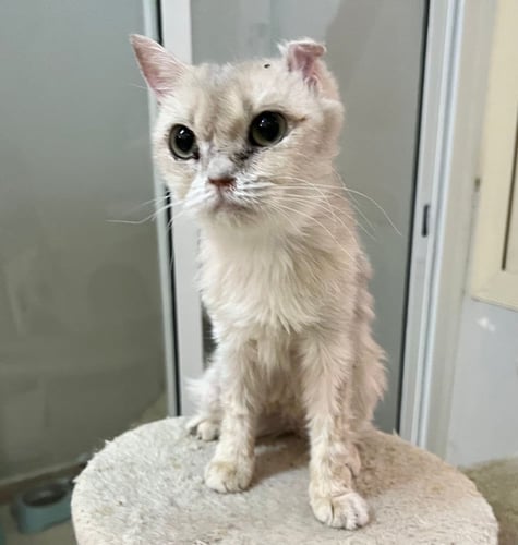 زوجين قطط سكوتش فولد + ستريت مستوردين للتبني | مجا...