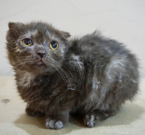 قطط سكوتش فولد للتبني لون تشوكلت | انثى | مجانا