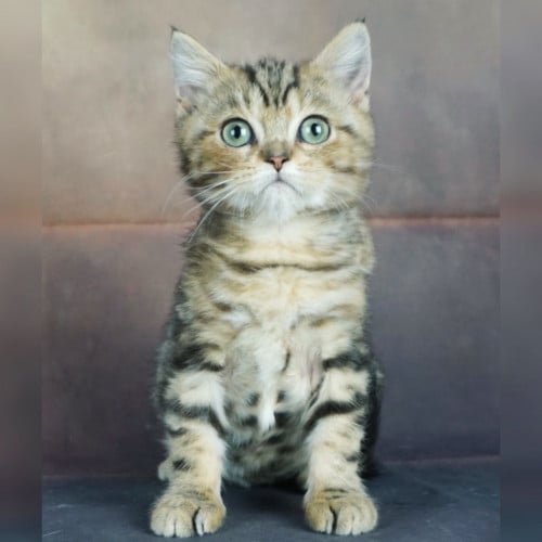 قطط بريطانيه \ سكوتش ستريت للتبني | ذكر | مجانا