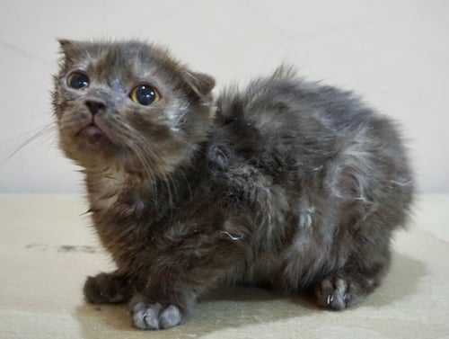 قطط سكوتش فولد للتبني لون تشوكلت | انثى | مجانا