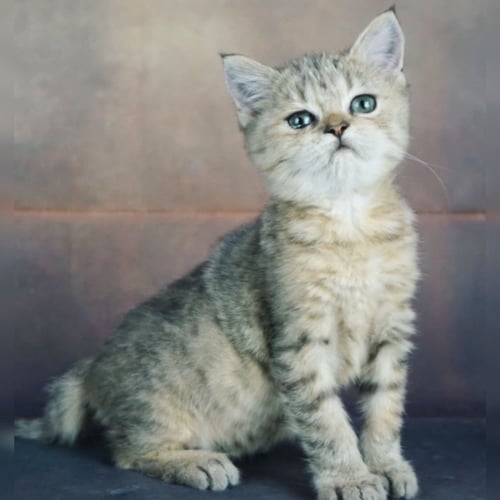 قطط بريطانيه \ سكوتش ستريت للتبني | ذكر | مجانا