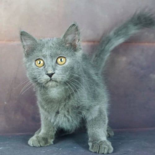 قطط بريطانيه \ سكوتش ستريت للتبني | ذكر | مجانا