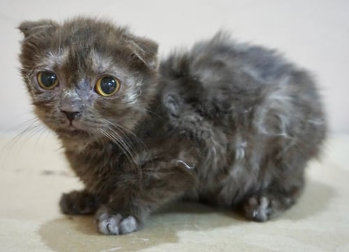 قطط سكوتش فولد للتبني لون تشوكلت | انثى | مجانا