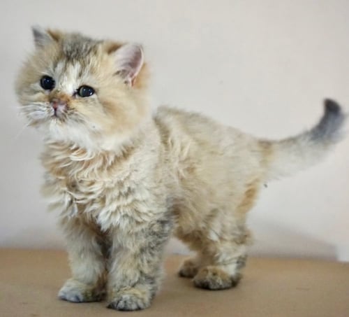 قطط سكوتش للبيع ستريت للتبني | ذكر | مجانا