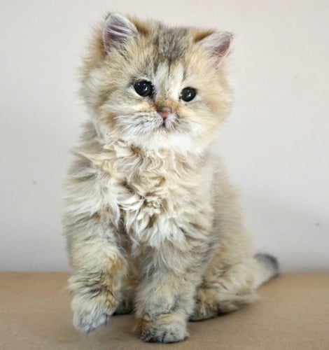 قطط سكوتش للبيع ستريت للتبني | ذكر | مجانا