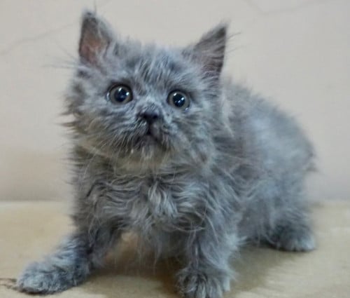 قطط سكوتش للبيع ستريت للتبني | انثى | مجانا