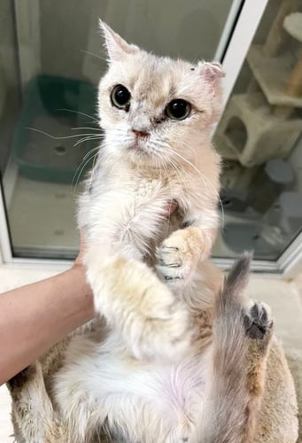 زوجين قطط سكوتش فولد + ستريت مستوردين للتبني | مجا...