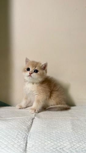 قطه برتش شورت للبيع | بيج | ذكر