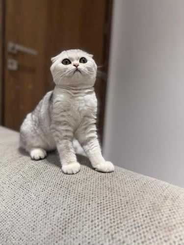 قطه سكوتش فولد للبيع | شانشيلا | انثى