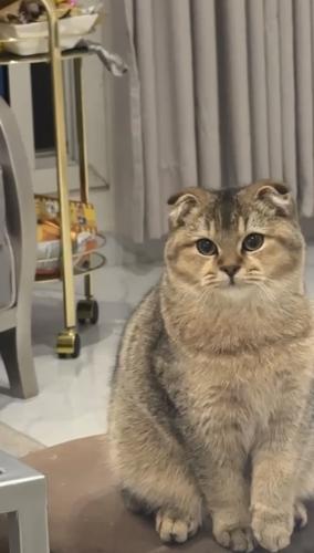 قطه سكوتش فولد للبيع | قولد | انثى