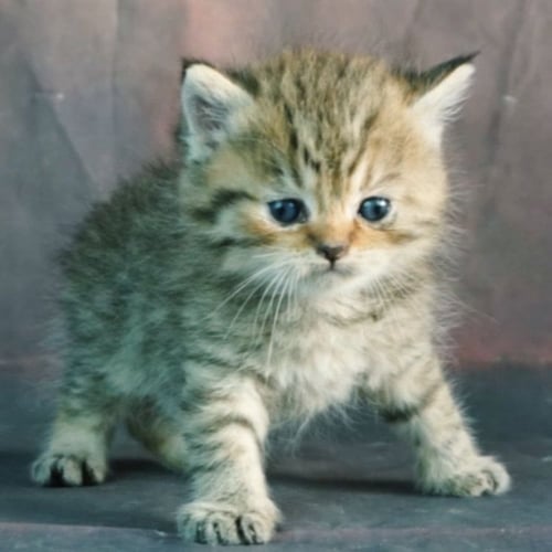 قطط بريطانيه \ سكوتش ستريت للتبني | ذكر | مجانا