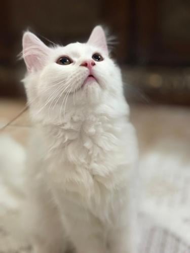 قطه شيرازي للبيع | ابيض | ذكر