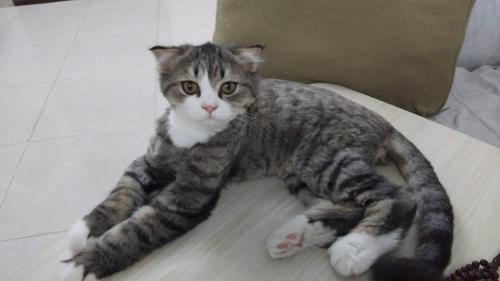 قطه سكوتش فولد شيرازي للبيع | ذكر