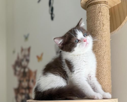 قطه سكوتش برتش للبيع | سينامون باي كولور | ذكر