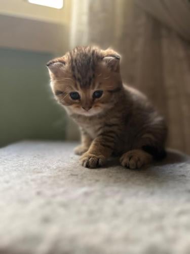 قطه سكوتش فولد للبيع | قولد | ذكر