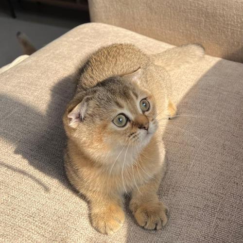 قطه سكوتش فولد للبيع | قولد | ذكر