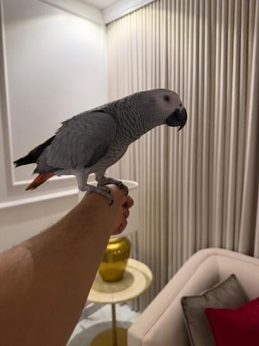 ببغاء للبيع | كاسكو | ذكر