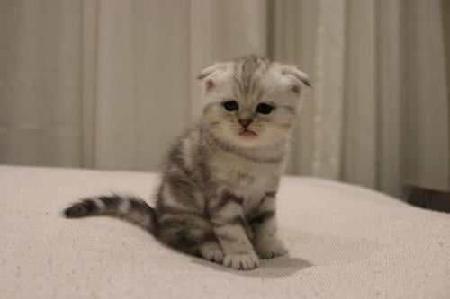 قطه سكوتش فولد للبيع | سلڤر تايقر | انثى