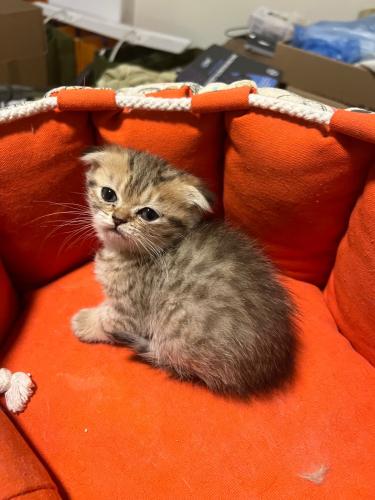 قطه سكوتش فولد برتش منشكن | قولد | ذكر