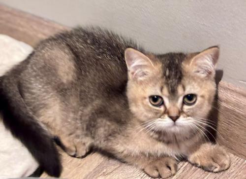 قطه سكوتش للبيع | قولد | انثى