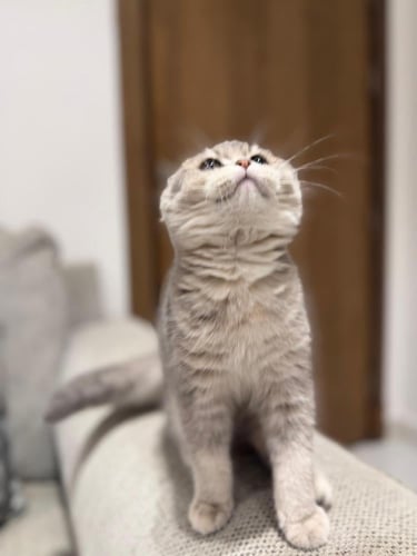 قطه سكوتش فولد للبيع | سلڤر | انثى