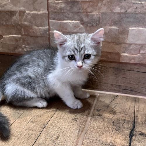 قطه سكوتش شيرازي للبيع | ذكر