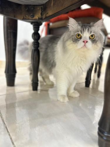 قطه شيرازي مون فيس للبيع | ذكر