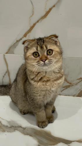 قطه سكوتش فولد للبيع | قولد | انثى