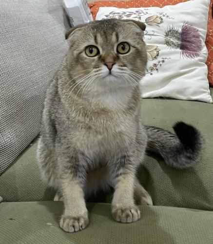 قطه سكوتش فولد للبيع | قولد | ذكر