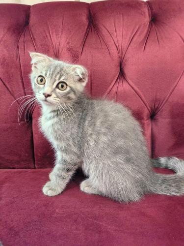 قطه سكوتش فولد شيرازي للبيع | ذكر