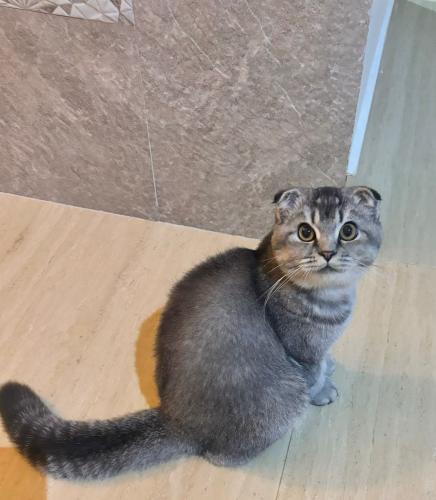 قطه سكوتش فولد للبيع | سلڤر | ذكر