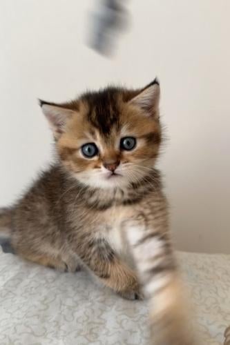 قطه سكوتش للبيع | قولد | انثى