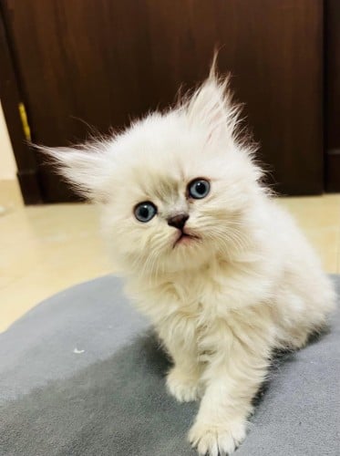 قطه همالايا فارسي للبيع | شانشيلا | انثى