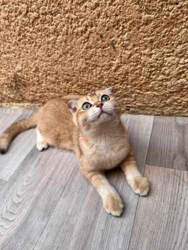 قط سكوتش فولد للبيع | قولد | ذكر