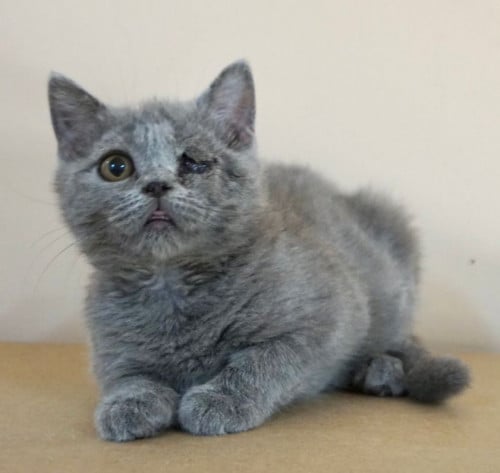 قطط سكوتش للبيع ستريت للتبني | ذكر | مجانا