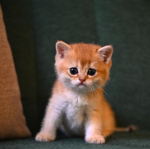 قطه برتش شورت للبيع | قولد | ذكر