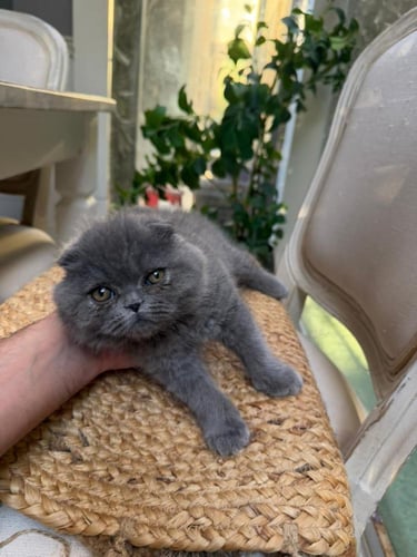 قطه سكوتش فولد للبيع | بلو | انثى